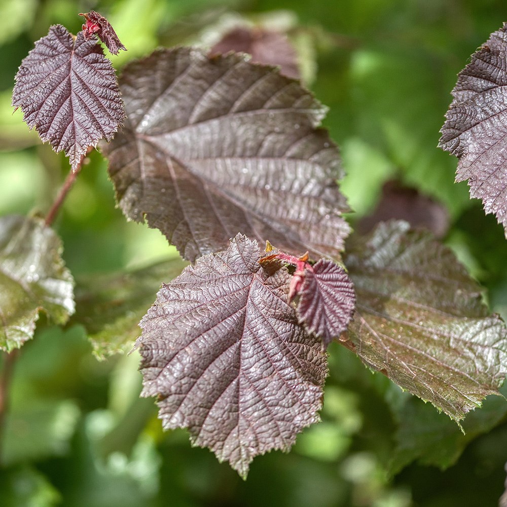 cobnut 'Rotblättrige Zellernuss'