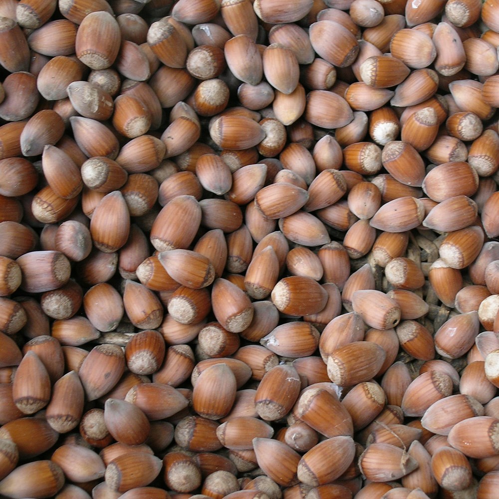 cobnut 'Rotblättrige Zellernuss'