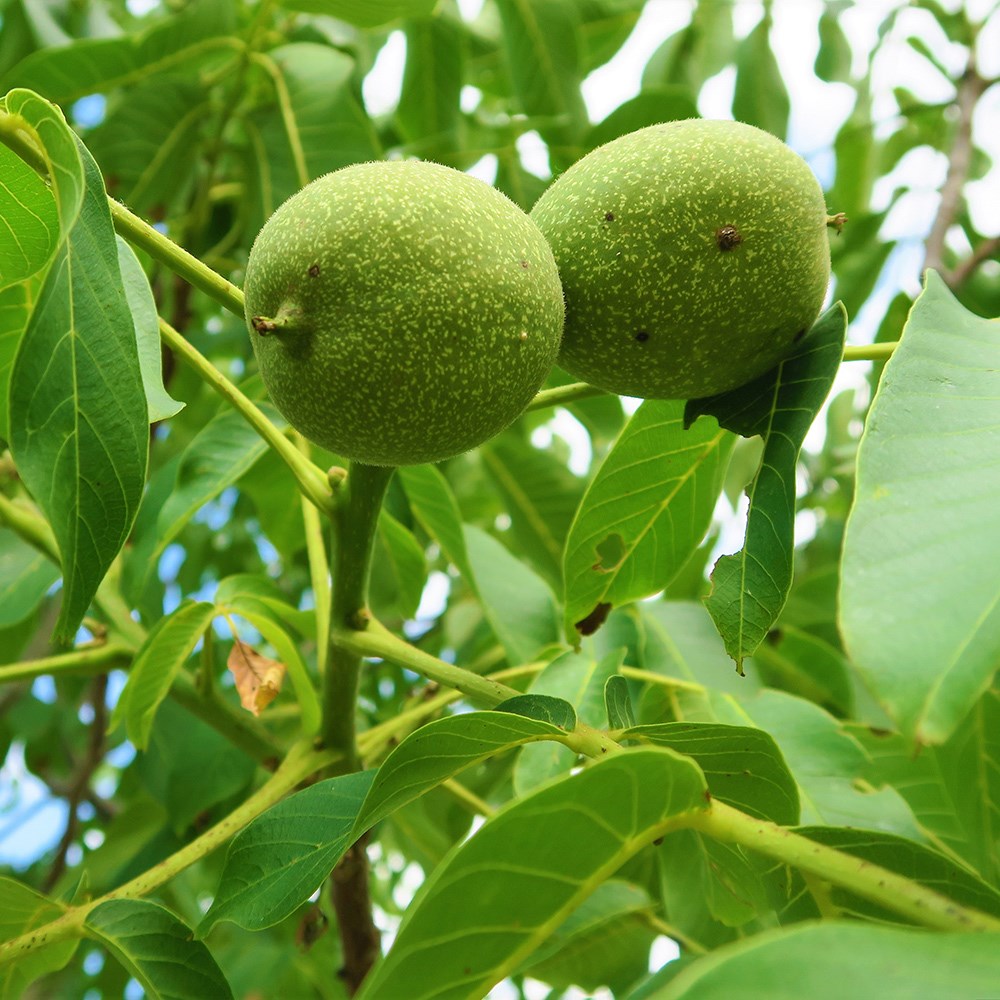 walnut 'Europa'