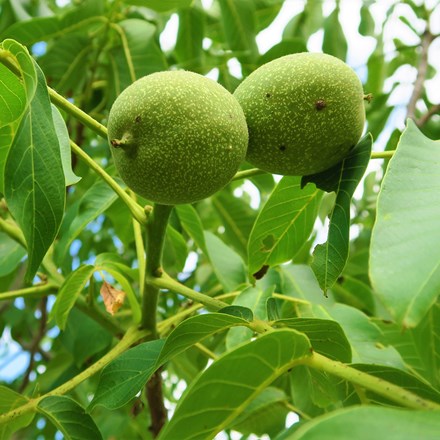 walnut Europa