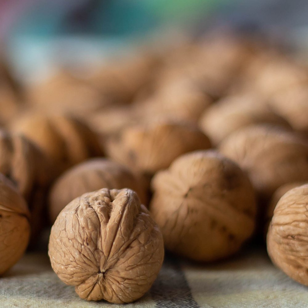 walnut 'Europa'