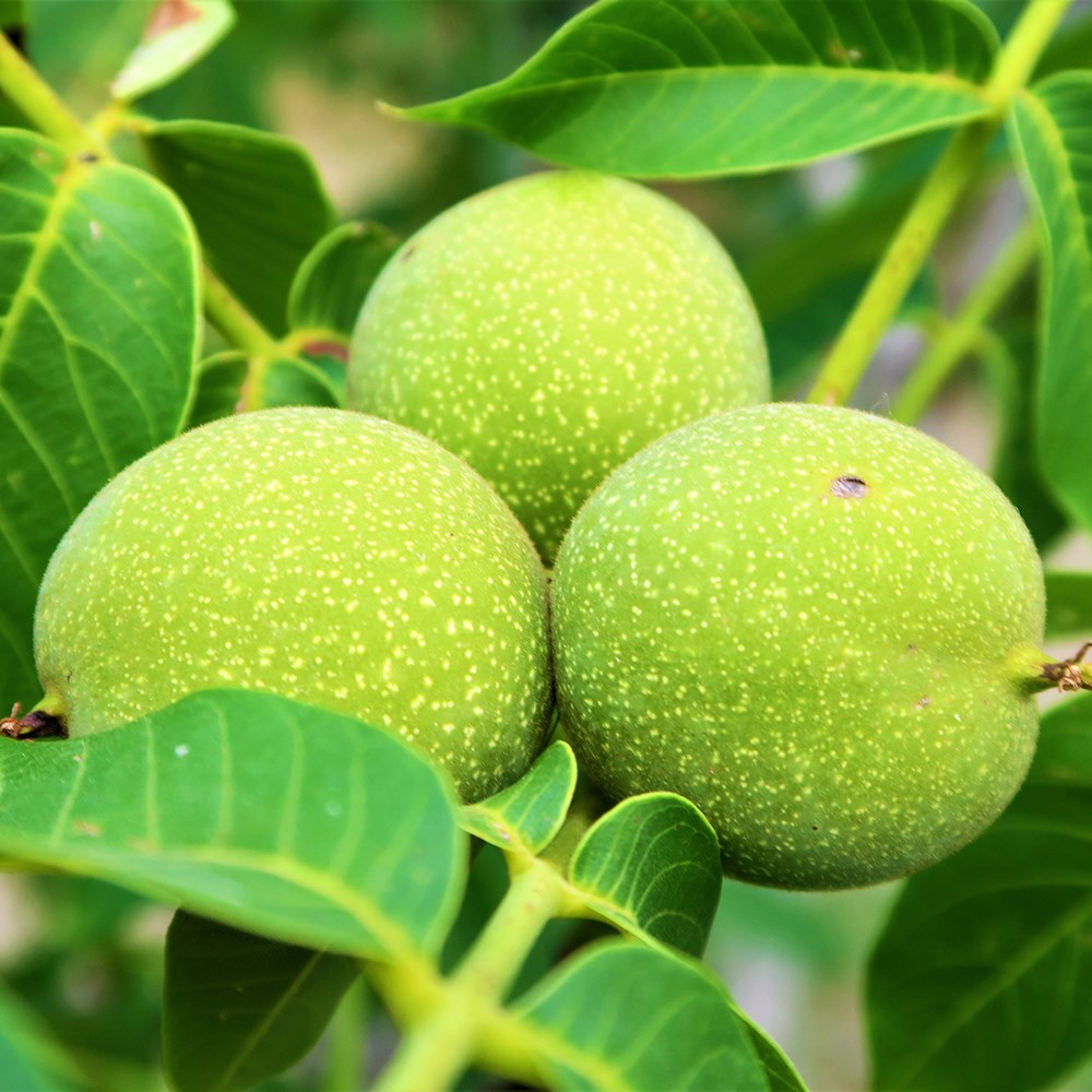 walnut 'Lara'