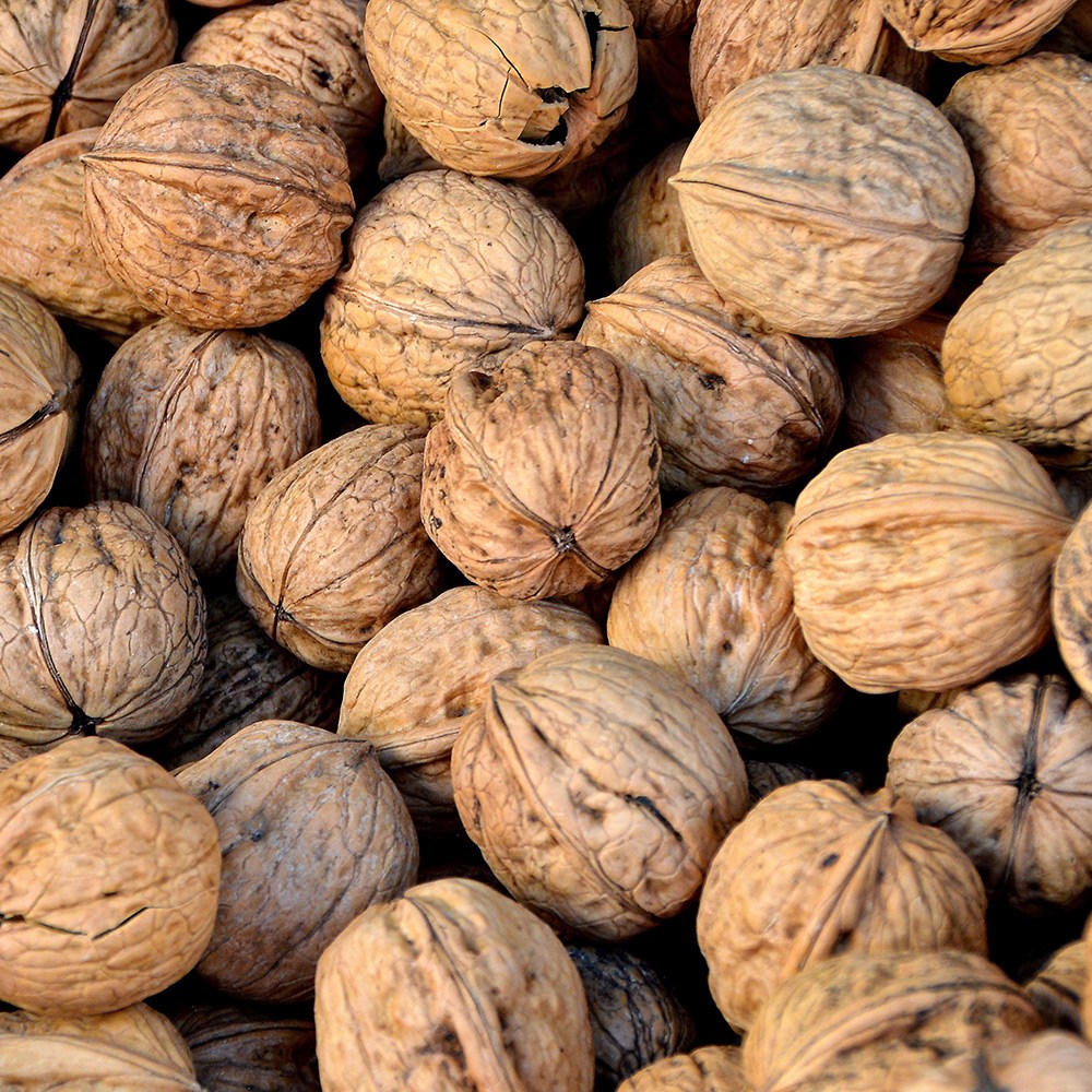 walnut 'Lara'