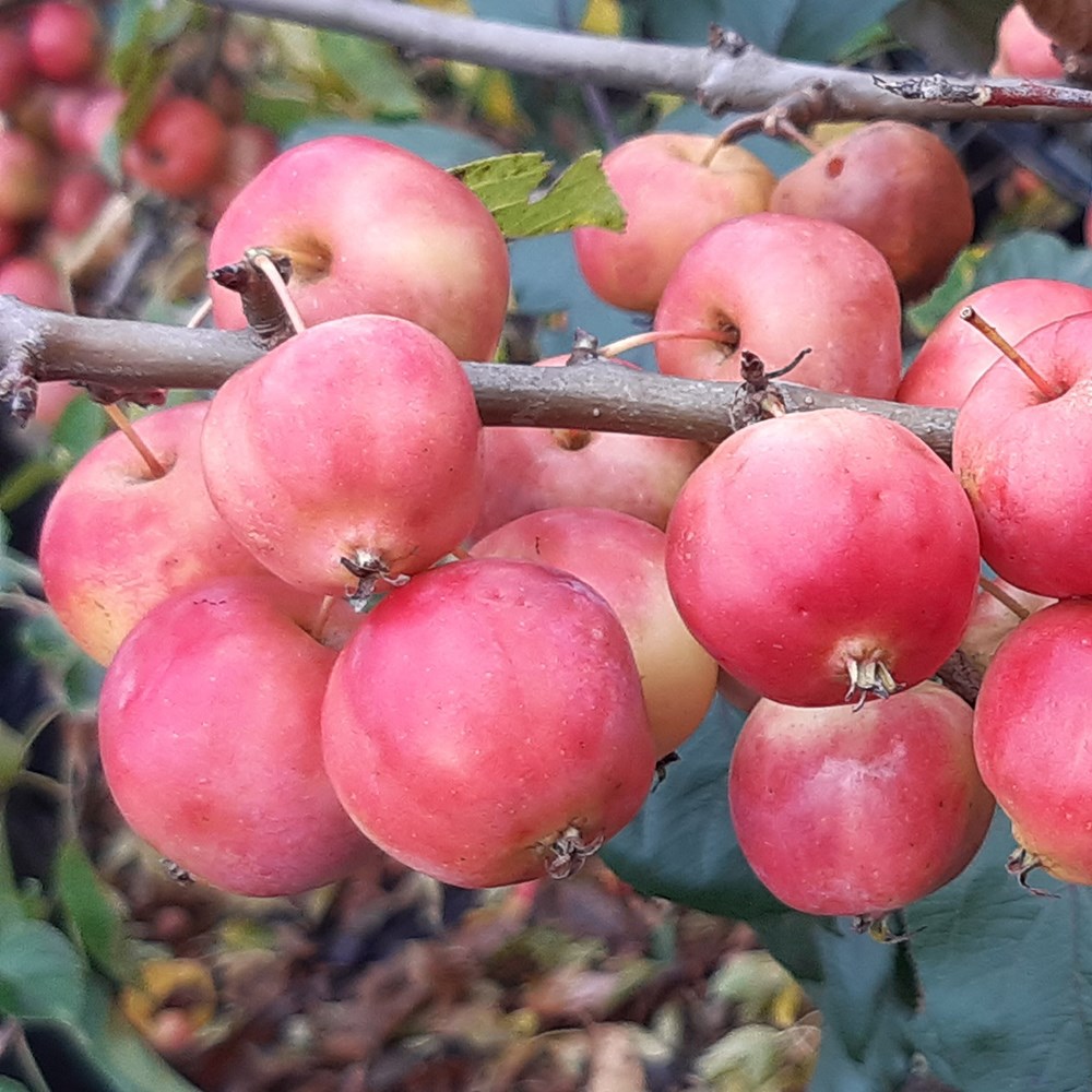 <I>Malus</i> × <i>robusta</i> 'Dolgo'
