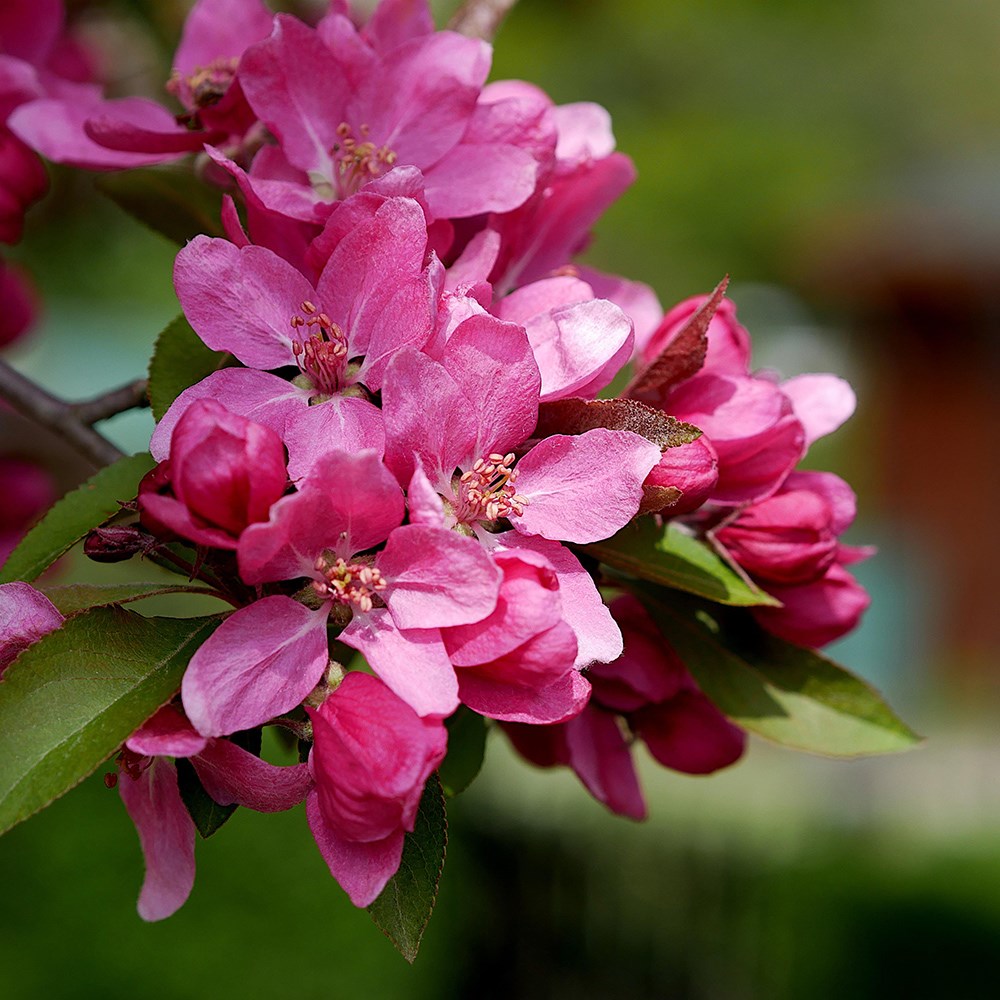 <i>Malus</i> 'Red Glow'