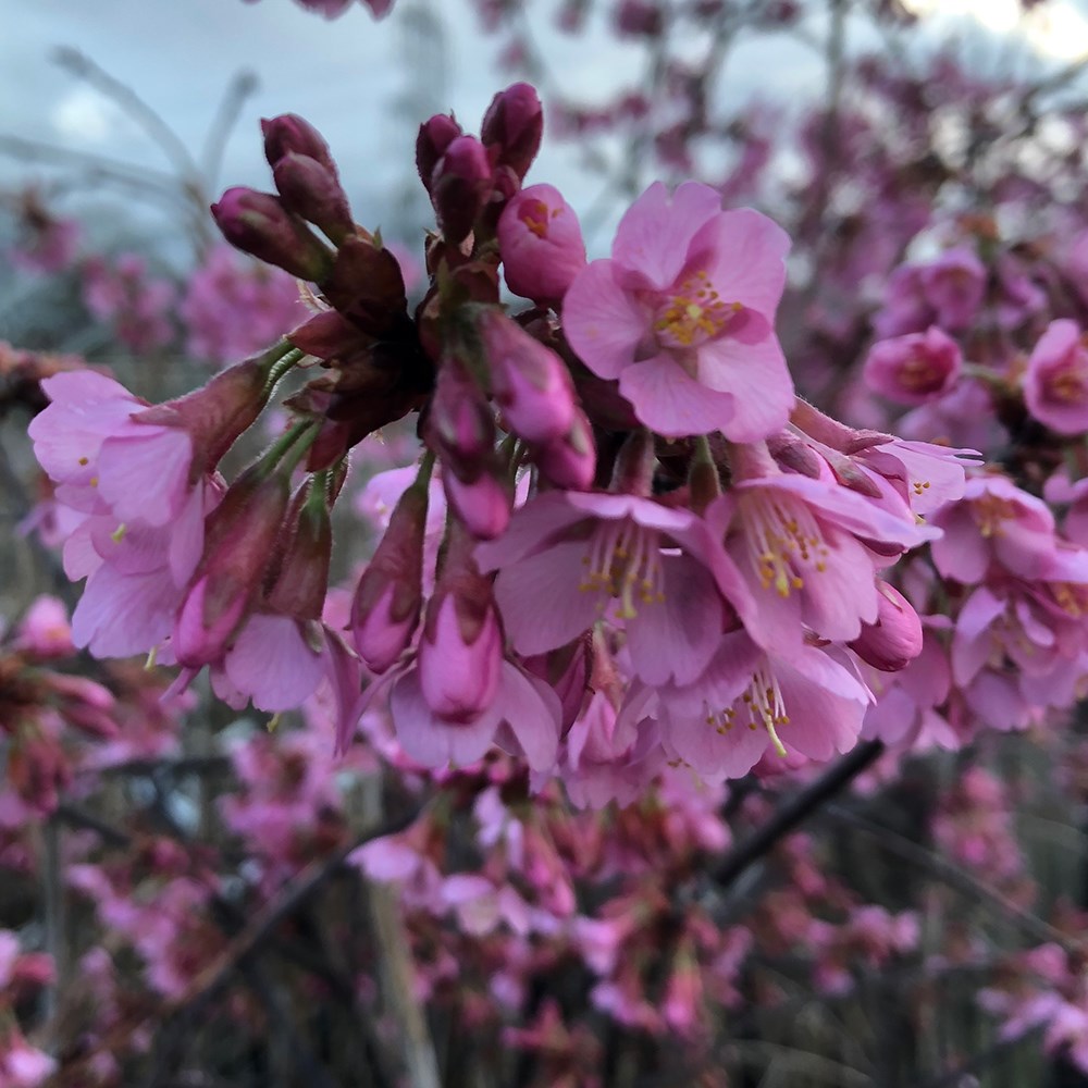 <i>Prunus nipponica</i> var. <i>kurilensis</i> 'Ruby'