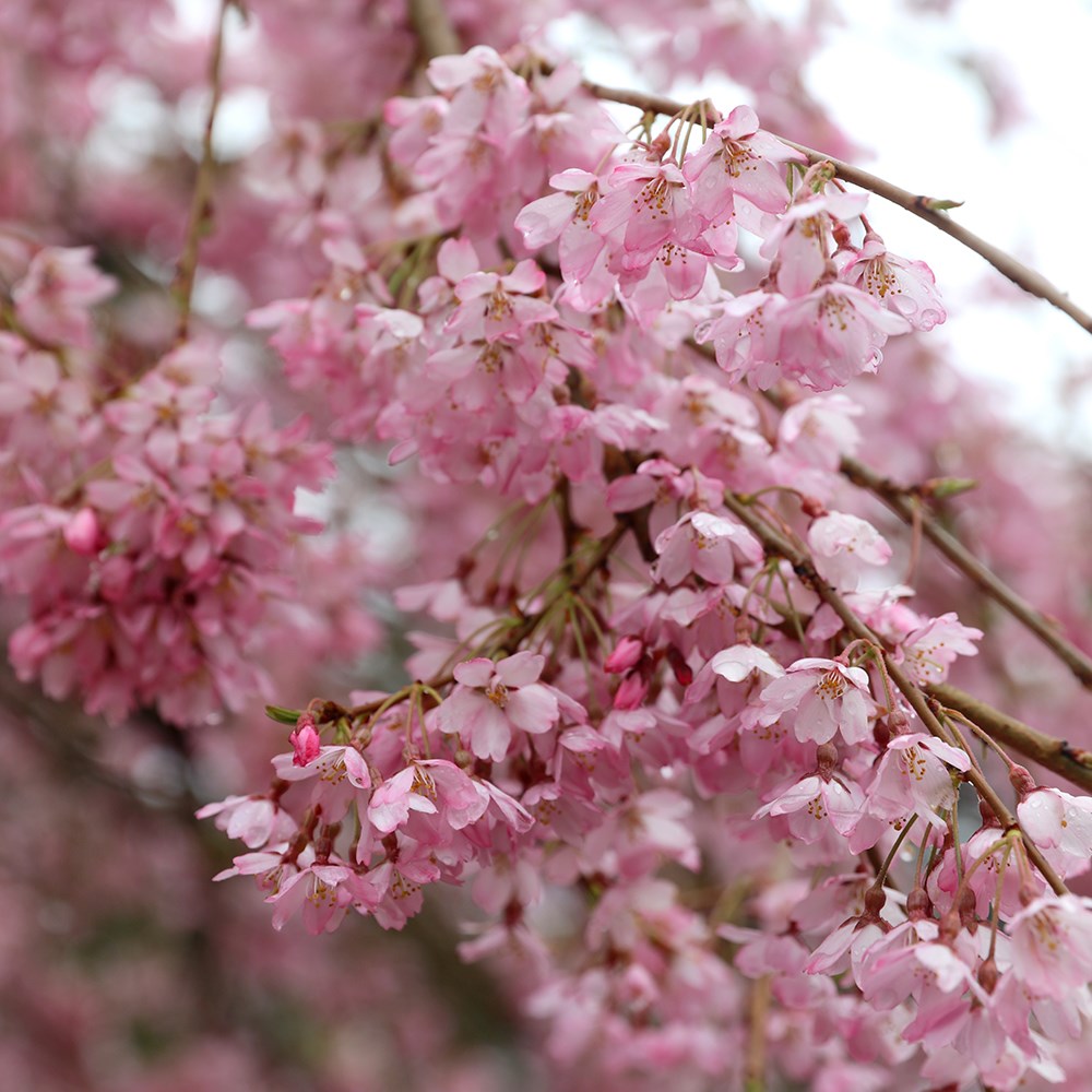 <i>Prunus pendula</i> 'Pendula Rosea'