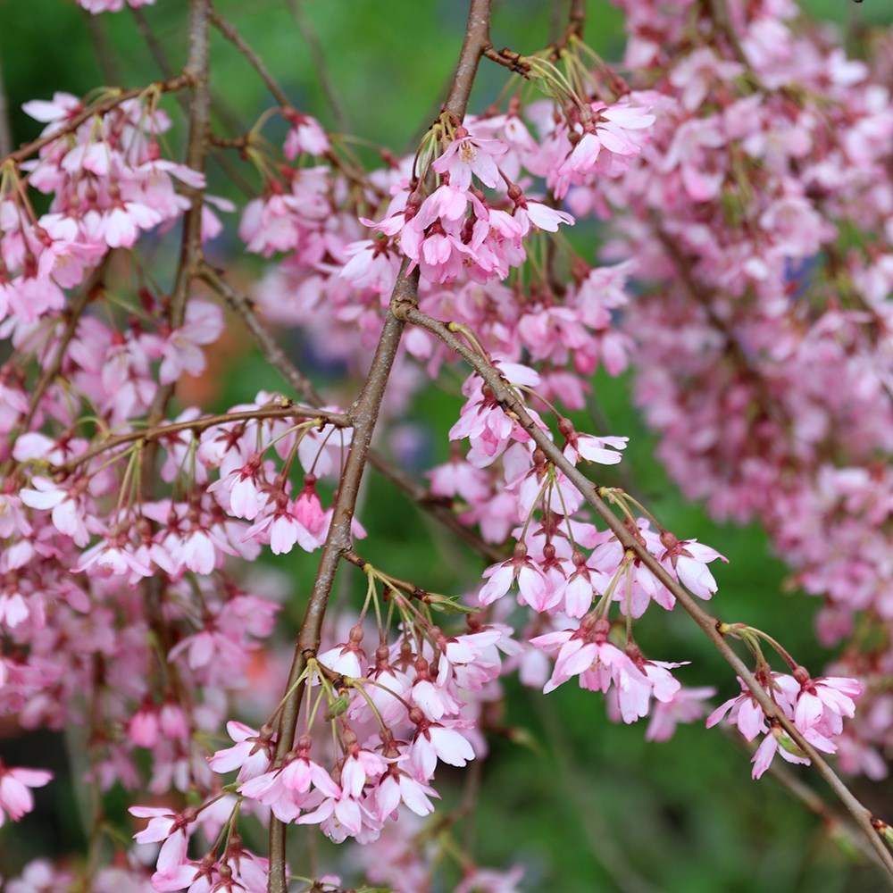 <i>Prunus pendula</i> 'Pendula Rosea'