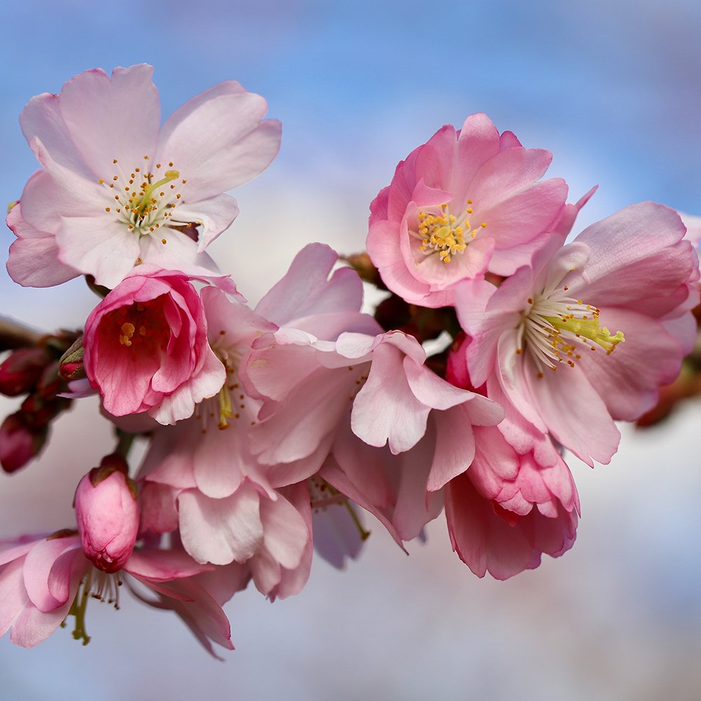 <i>Prunus</i> 'Pink Shell'
