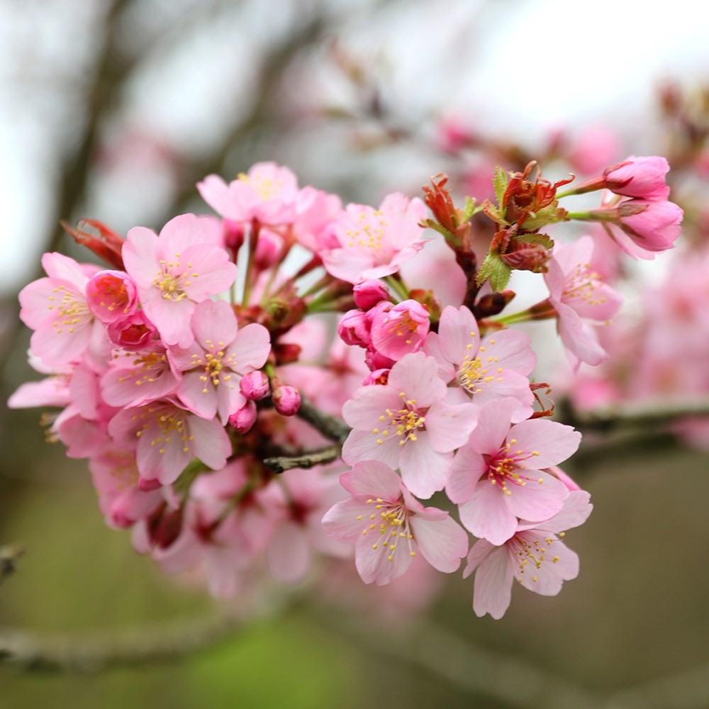 <i>Prunus sargentii</i> 'Charles Sargent'