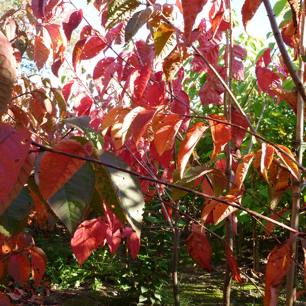 <i>Prunus sargentii</i> 'Charles Sargent'