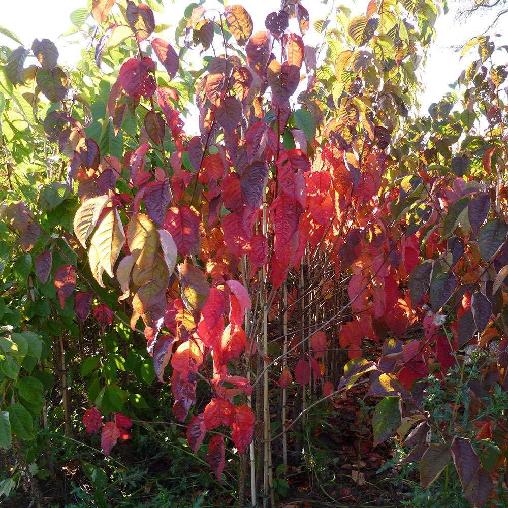 <i>Prunus sargentii</i> 'Charles Sargent'