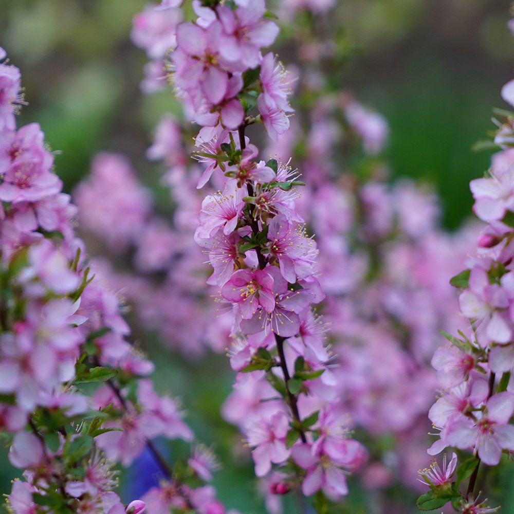 <i>Prunus tenella</i> 'Firehill'