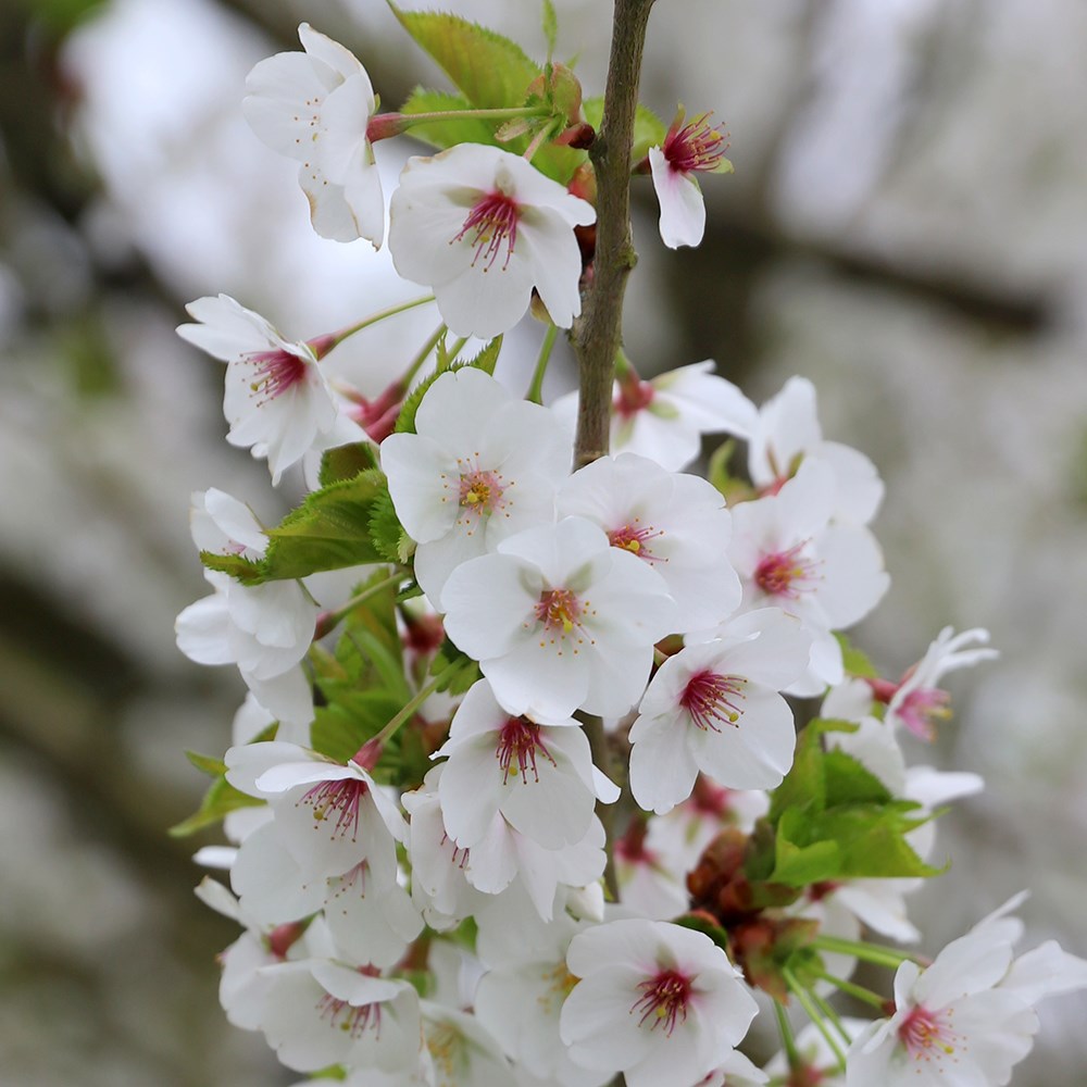 <i>Prunus</i> 'Umineko'
