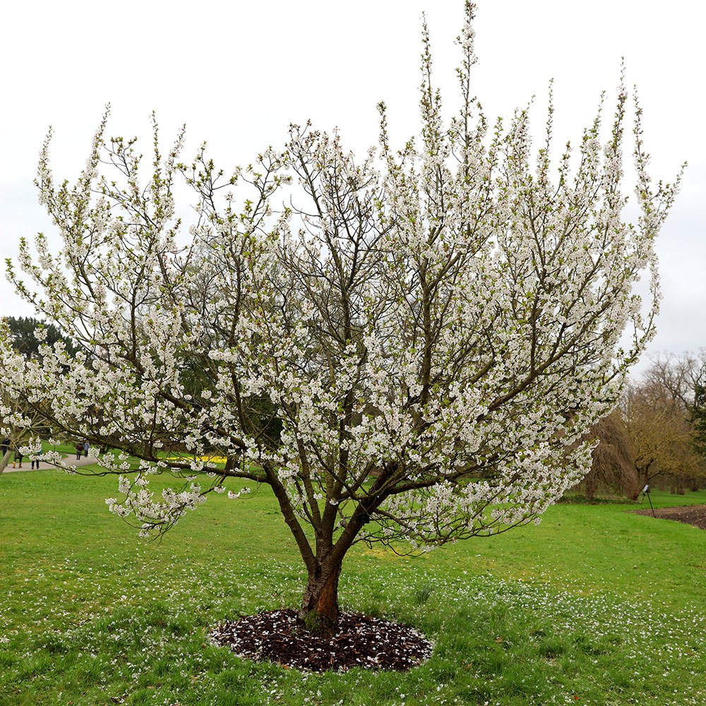 <i>Prunus</i> 'Umineko'