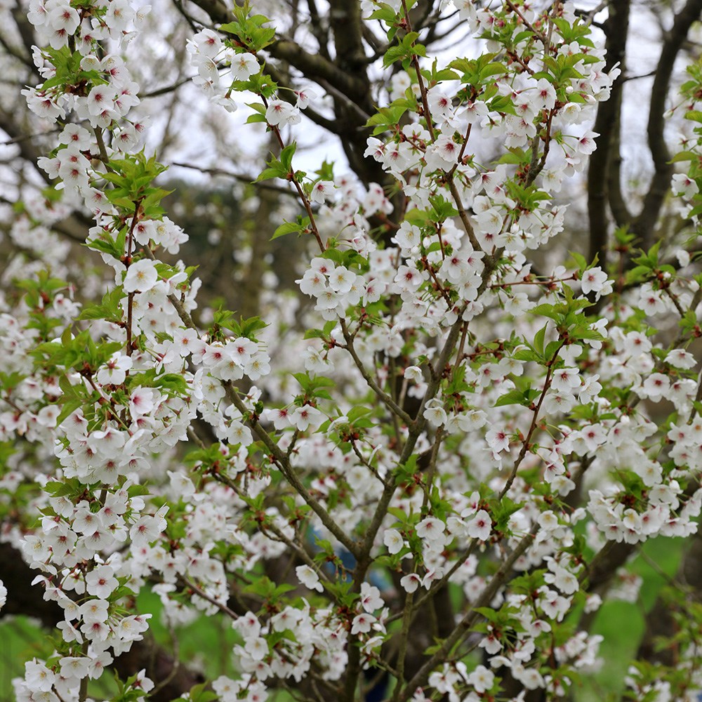 <i>Prunus</i> 'Umineko'