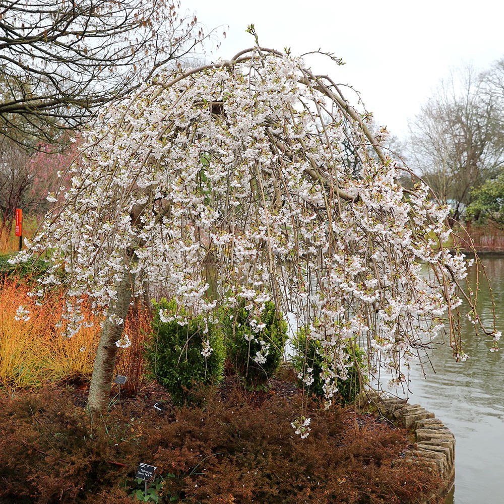 <i>Prunus</i> × <i>yedoensis</i> 'Shidare-Yoshino'