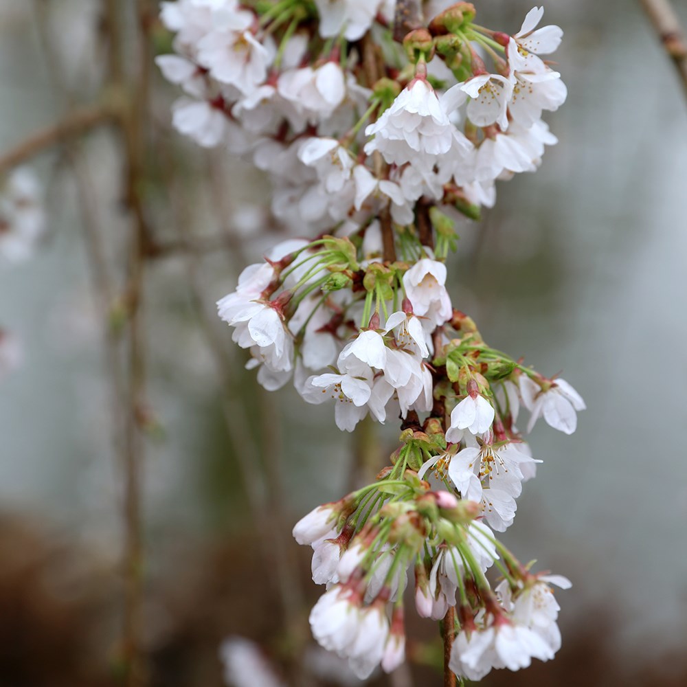 <i>Prunus</i> × <i>yedoensis</i> 'Shidare-Yoshino'
