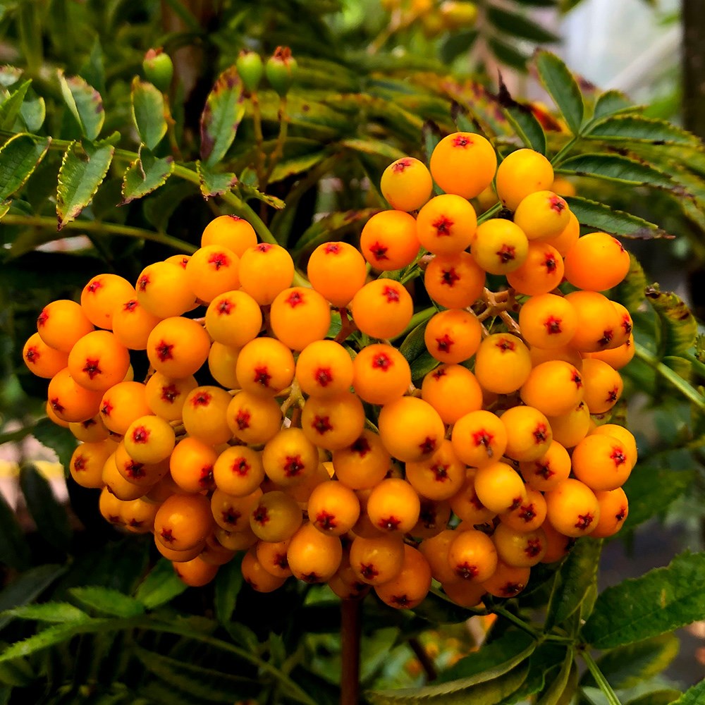 <i>Sorbus</i> 'Apricot Queen'