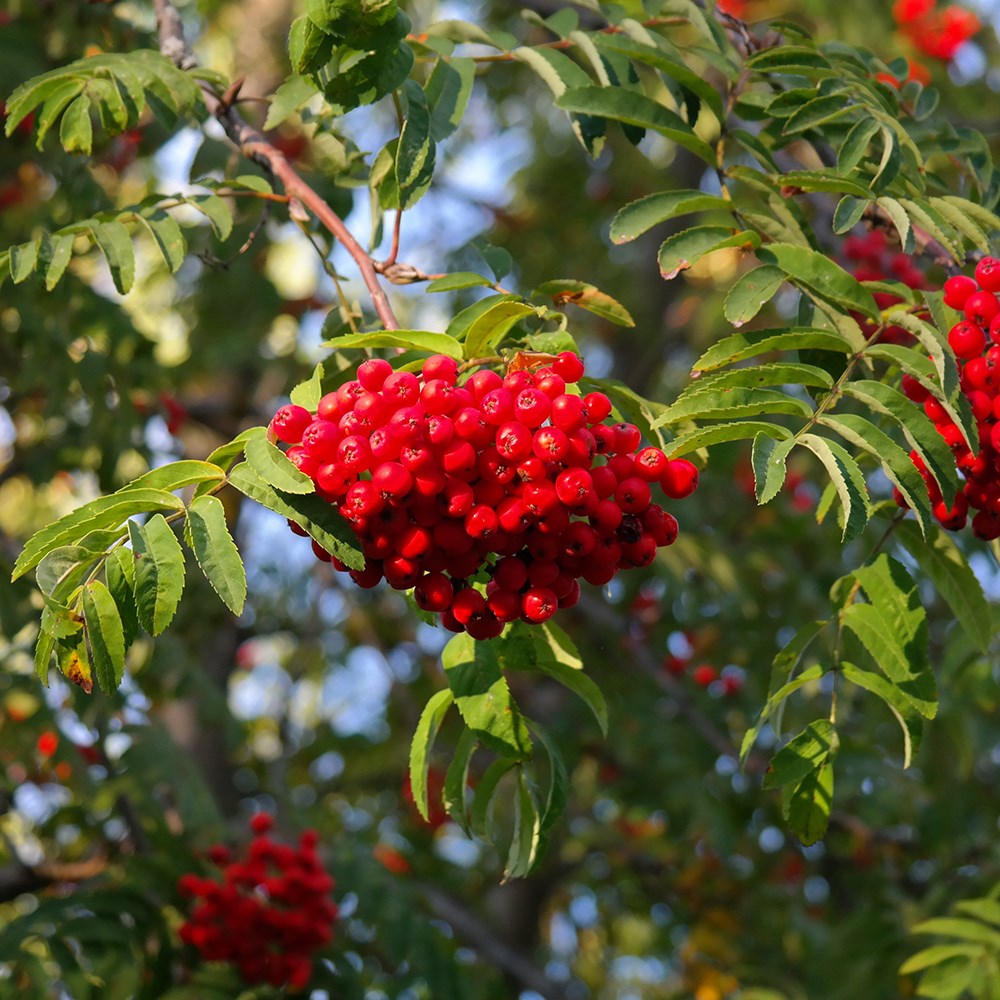 <i>Sorbus aucuparia</i> <b class=small-caps>Cardinal Royal</b> ('Michred')