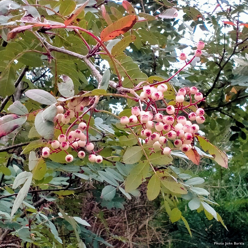<i>Sorbus discolor</i> 