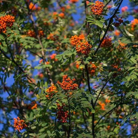 Sorbus × thuringiaca Fastigiata