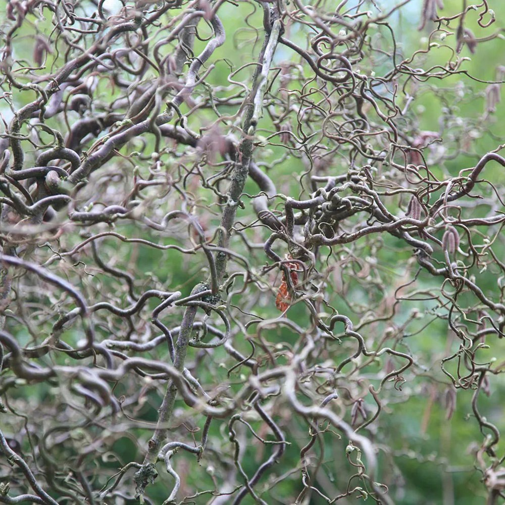 <i>Corylus avellana</i> 'Contorta'