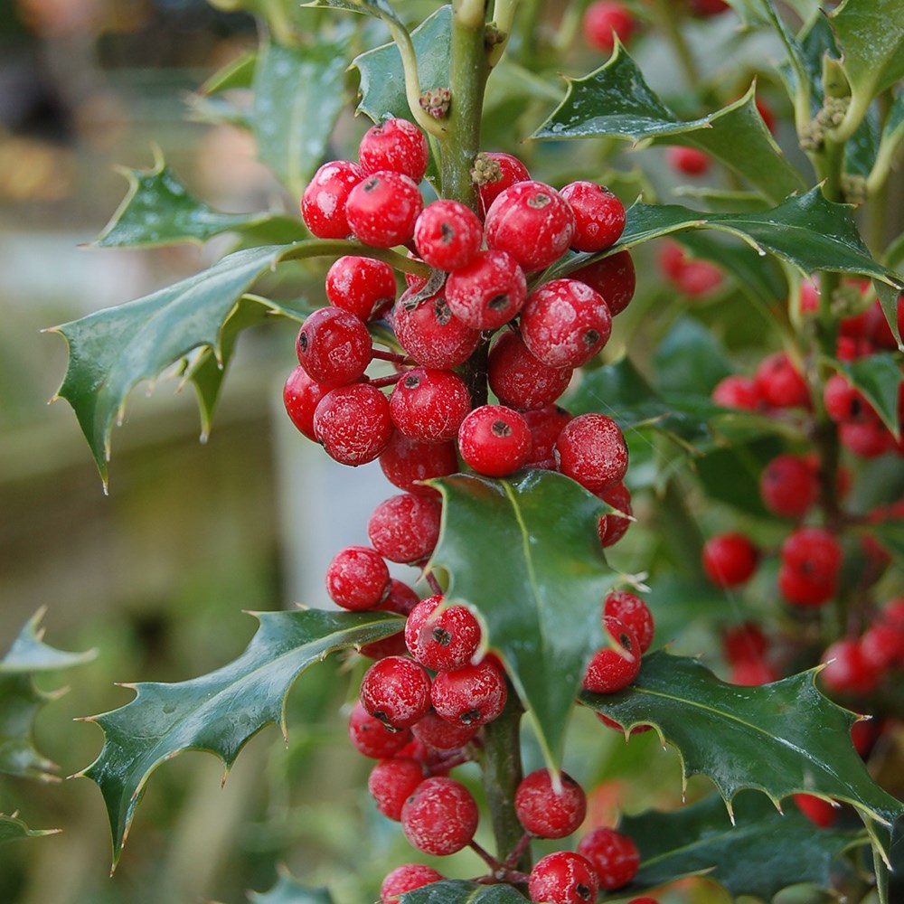 <i>Ilex aquifolium</i> 'Alaska'