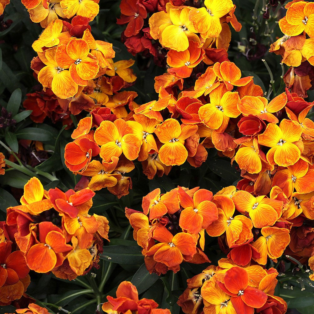 wallflower 'Sugar Rush Orange' F1