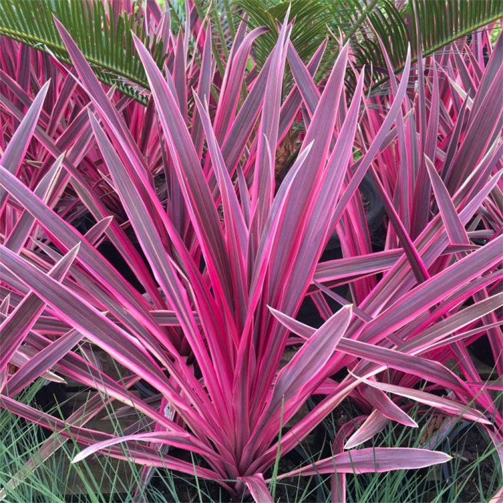 <i>Cordyline</i> <b class=small-caps>Pink Passion</b> ('Seipin') (PBR)