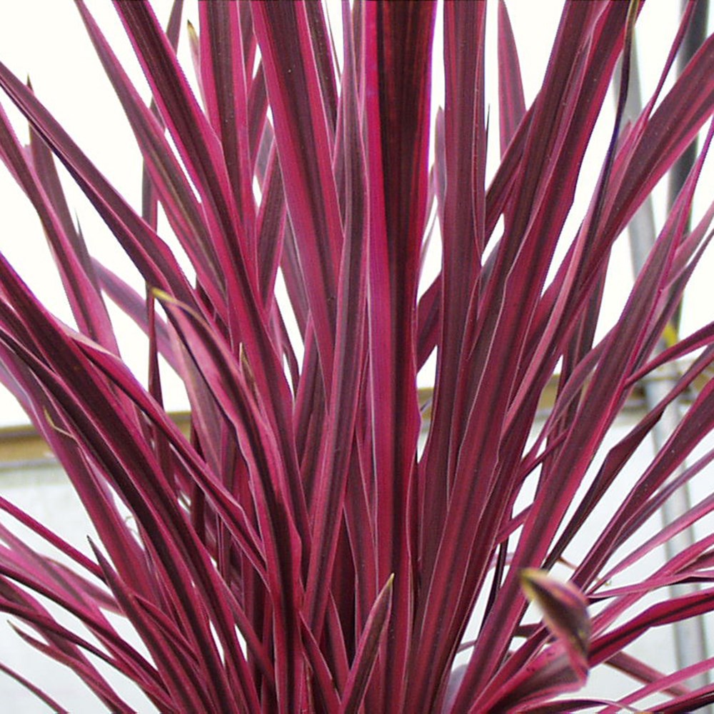 <i>Cordyline</i> <b class=small-caps>Pink Passion</b> ('Seipin') (PBR)