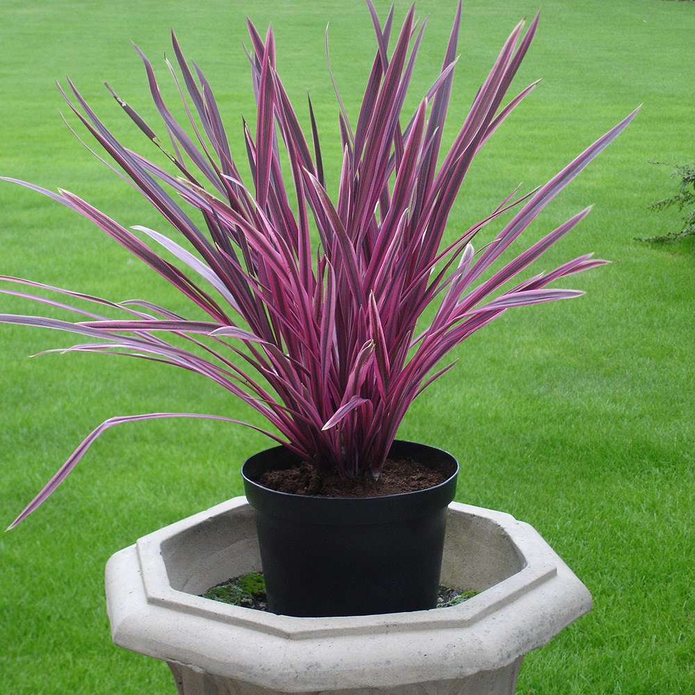 <i>Cordyline</i> <b class=small-caps>Pink Passion</b> ('Seipin') (PBR)