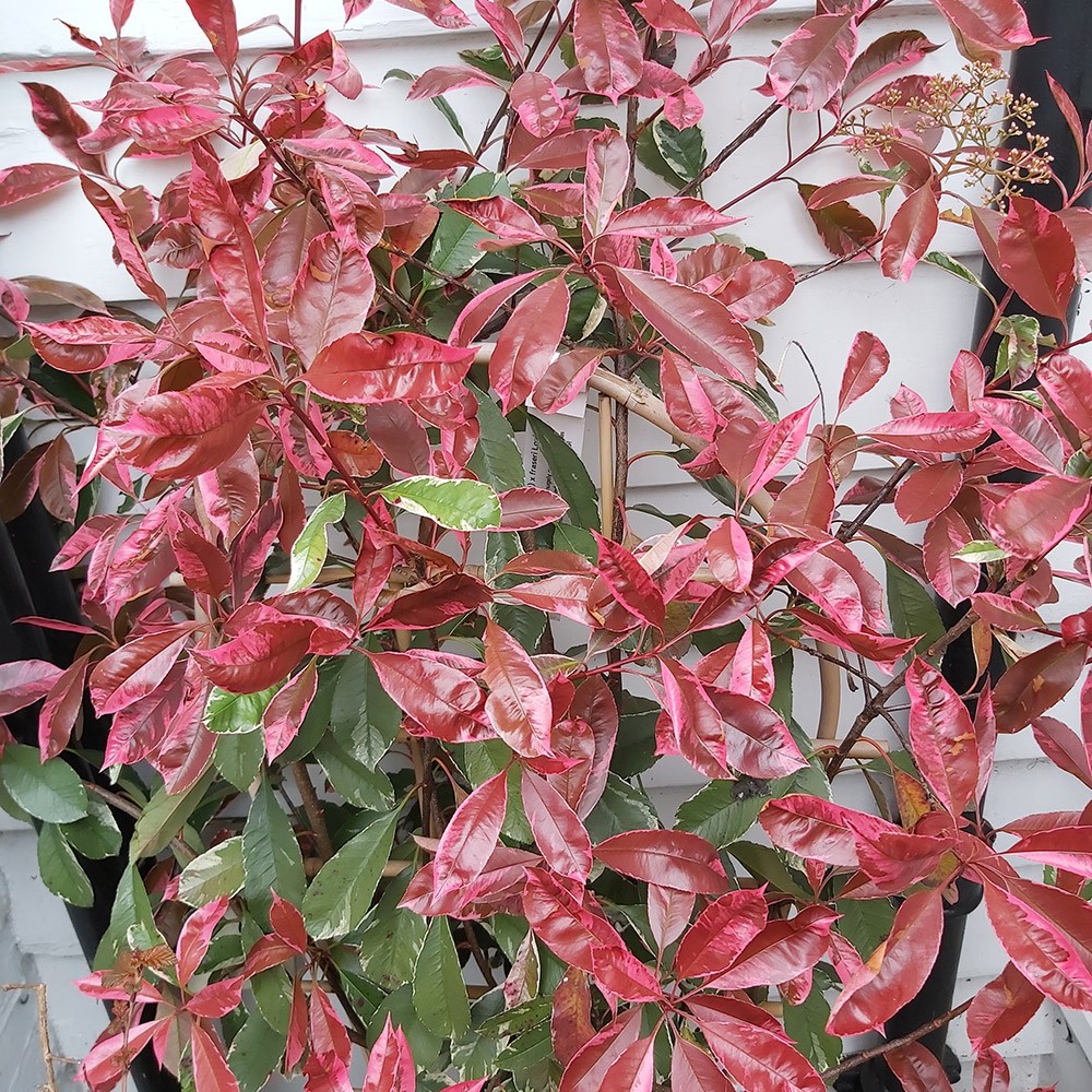 <i>Photinia</i> × <i>fraseri</i> <b class=small-caps>Louise</b> ('Mclarlou' PBR)
