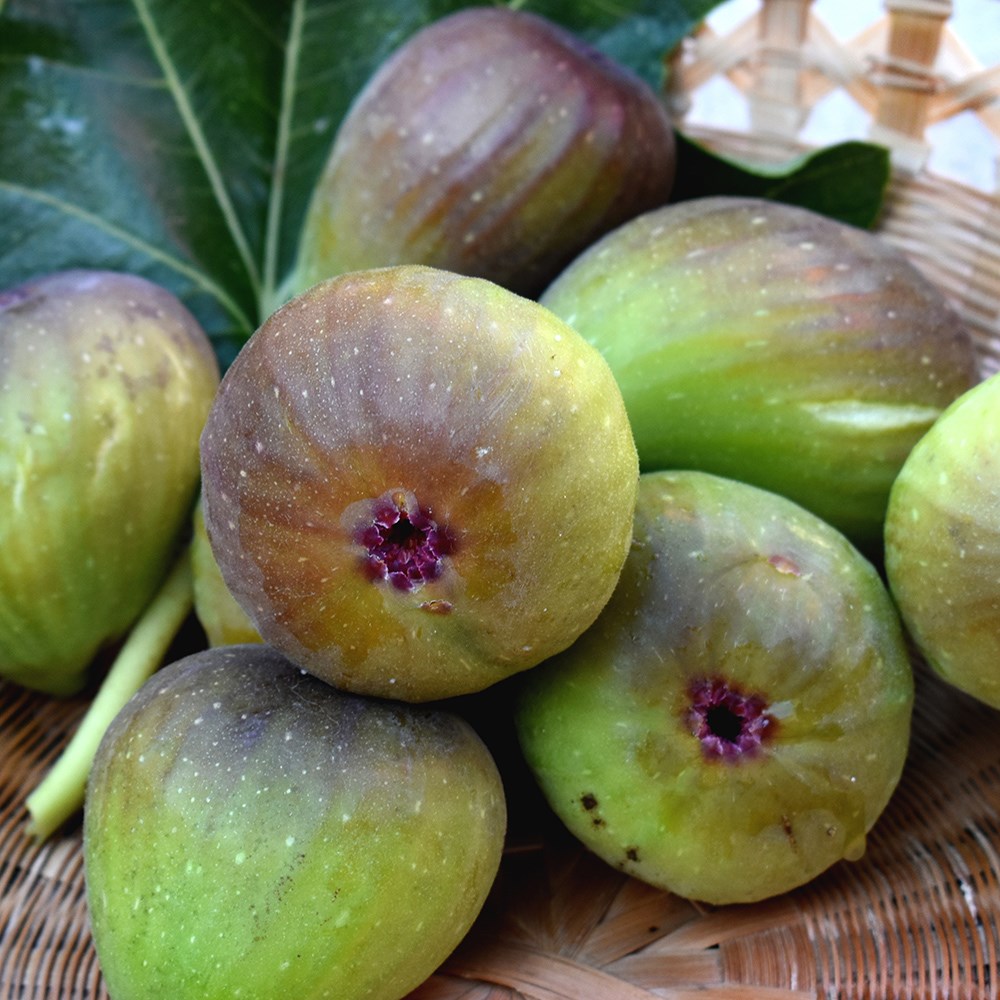 fig 'Bornholm'