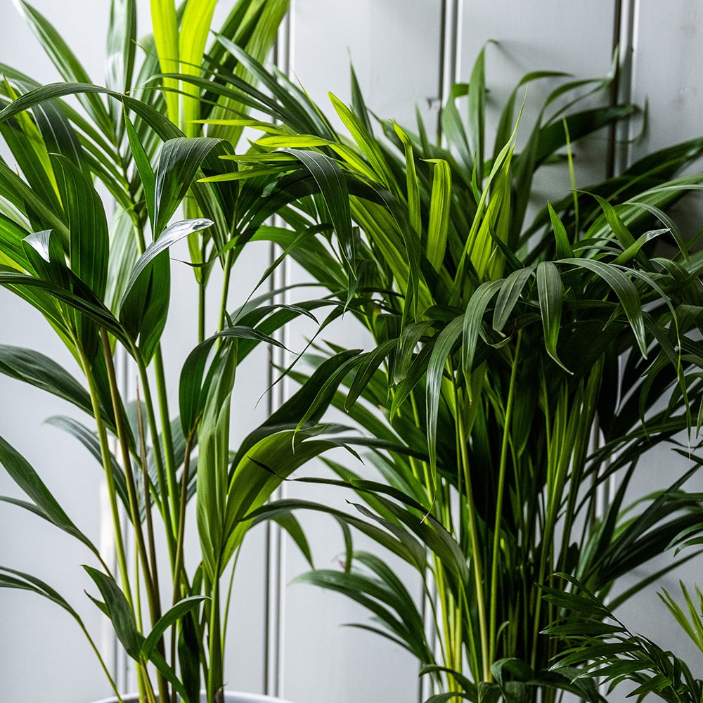 Indoor palm collection