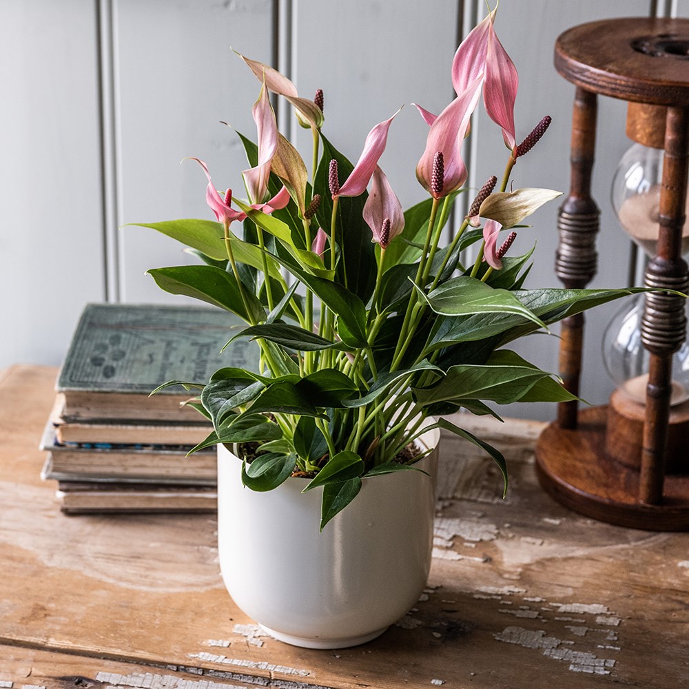 Flamingo flower collection