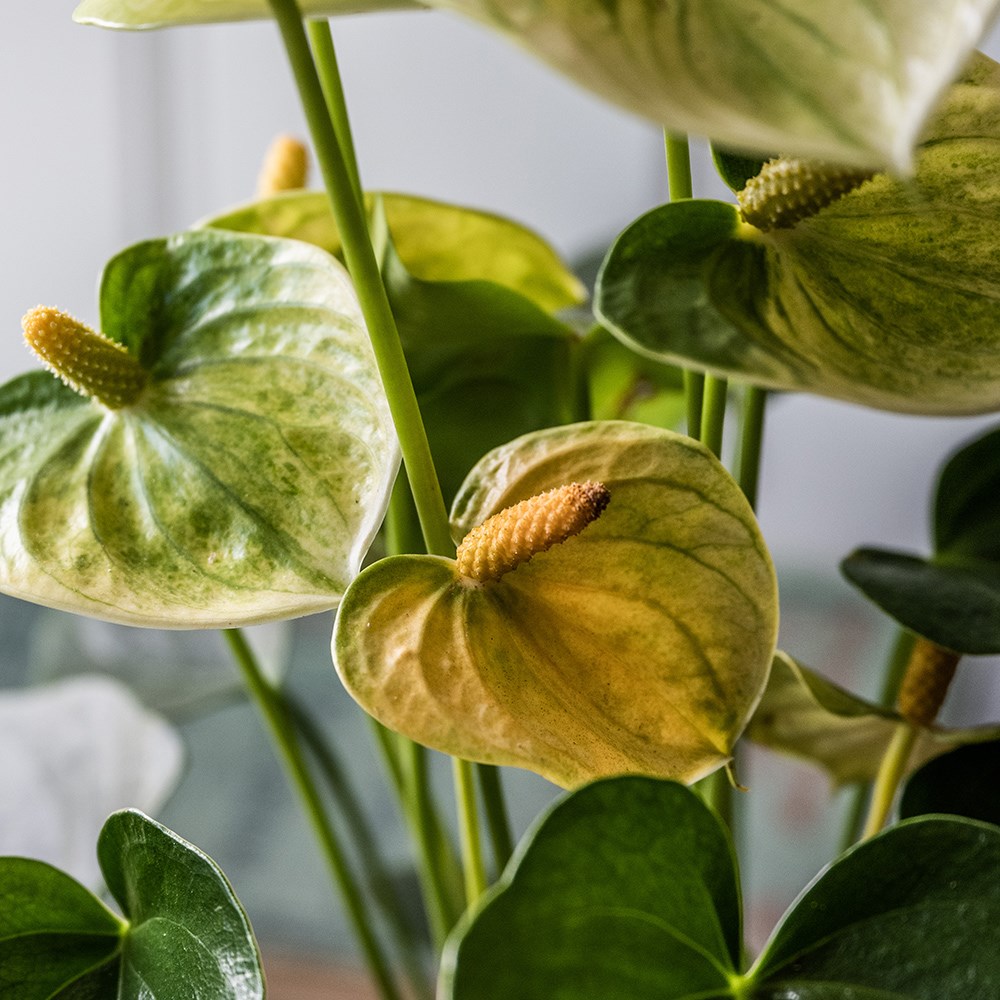 Flamingo flower collection