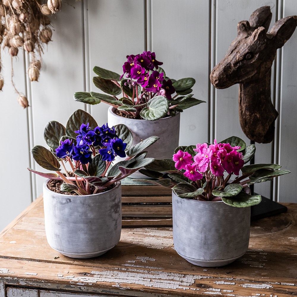 African violet collection | Houseplant