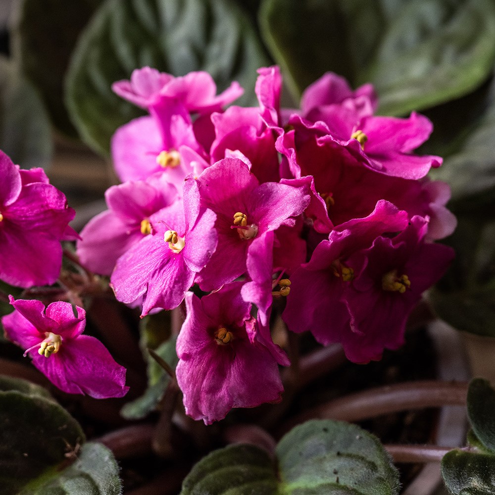 African violet collection | Houseplant