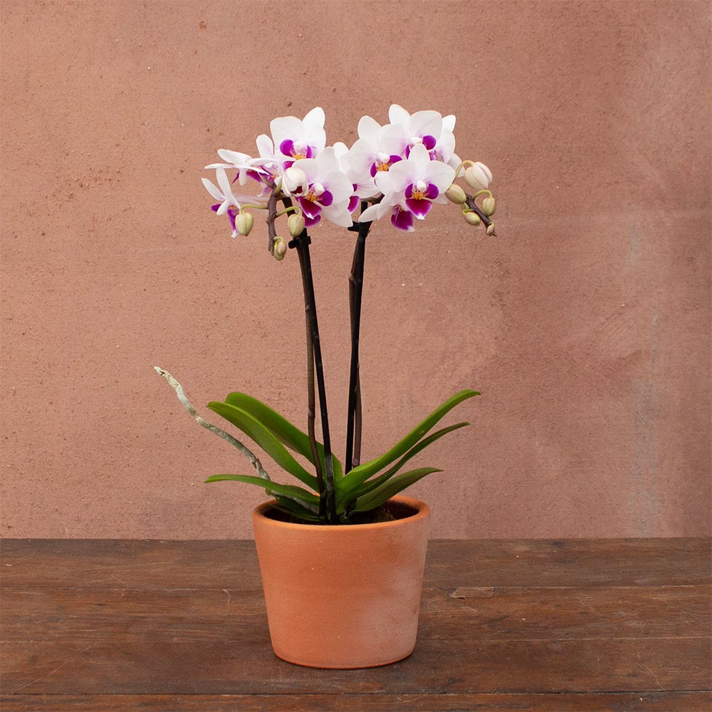 Phalaenopsis Alice | Orchid