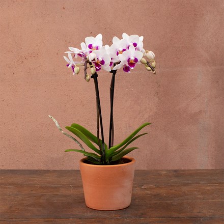 Phalaenopsis Alice