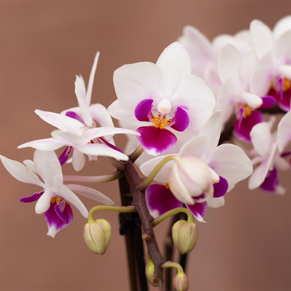 Phalaenopsis Alice | Orchid
