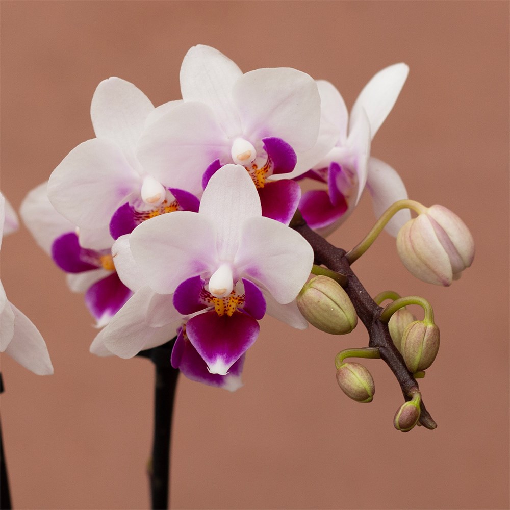 Phalaenopsis Alice | Orchid