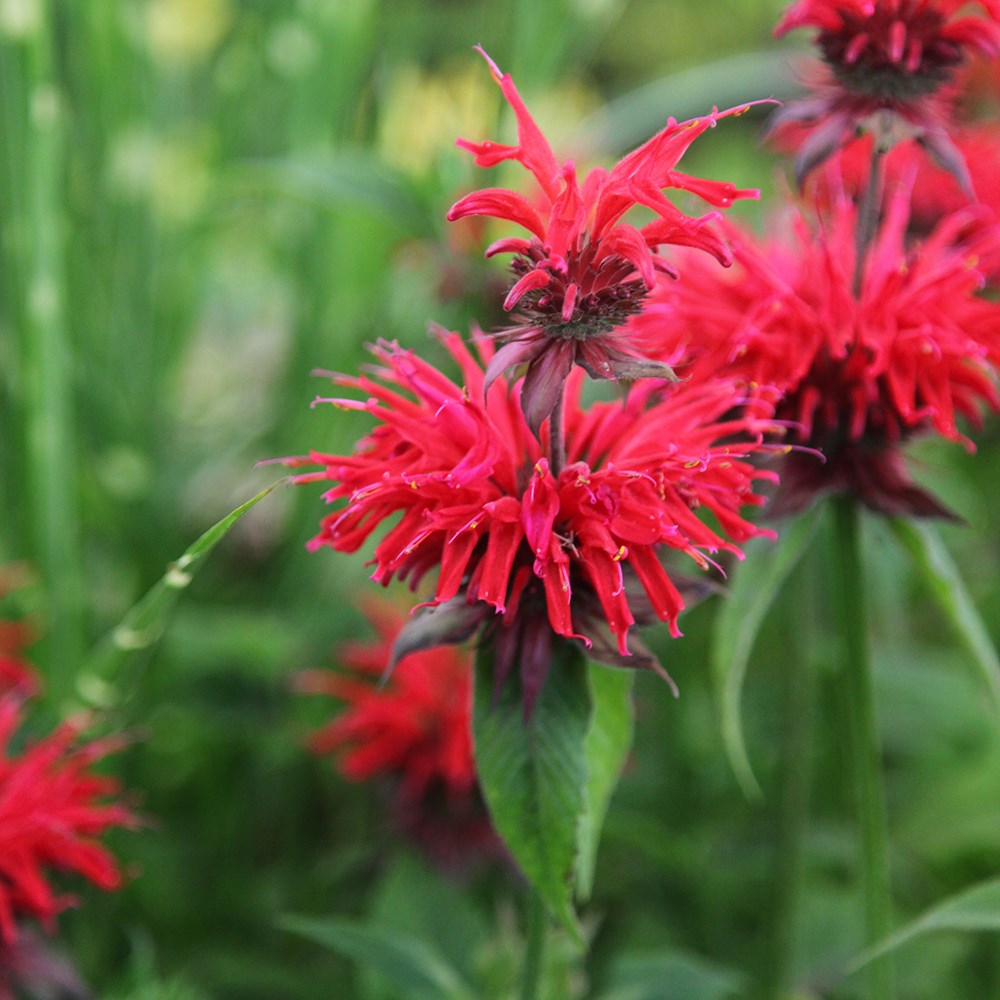<i>Monarda</i> 'Cambridge Scarlet'