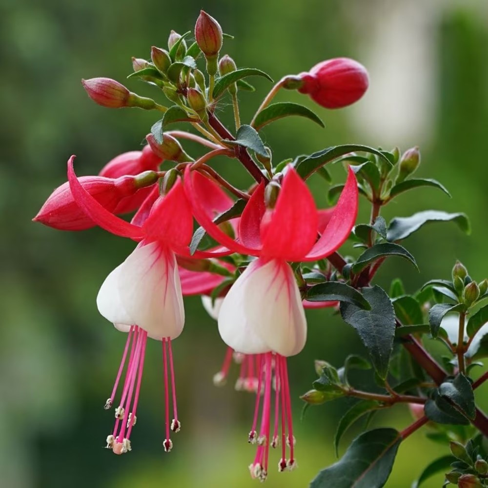 <i>Fuchsia</i> 'Snowcap'