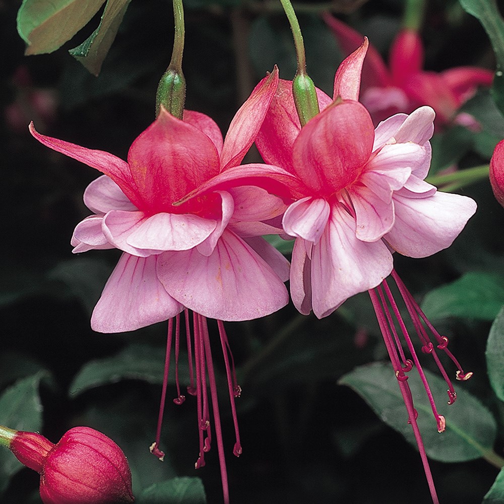 <i>Fuchsia</i> 'Heidi Ann'