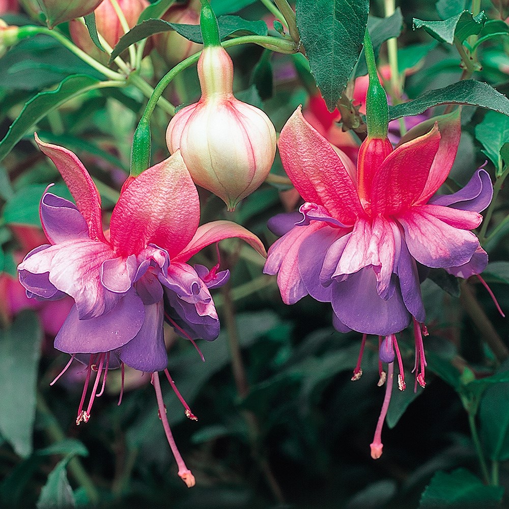 <i>Fuchsia</i> 'Winston Churchill'