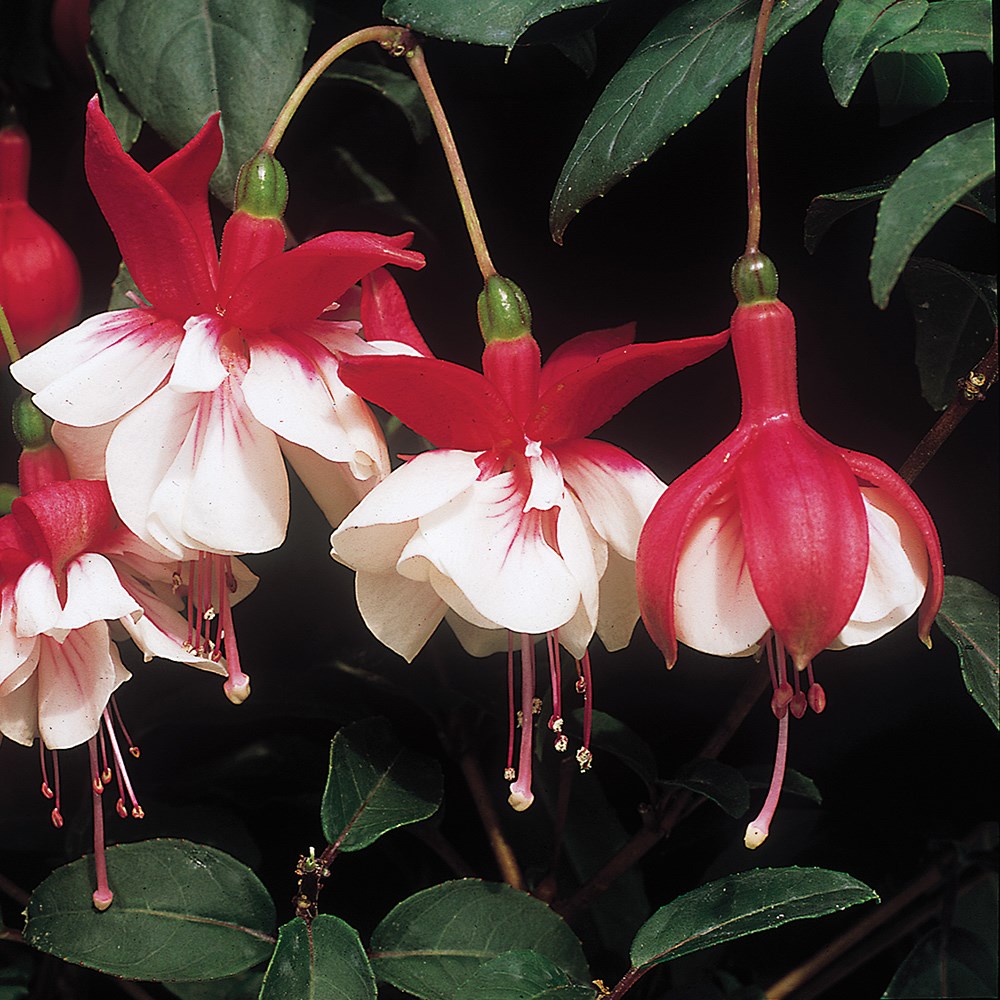 <i>Fuchsia</i> 'Ballet Girl'