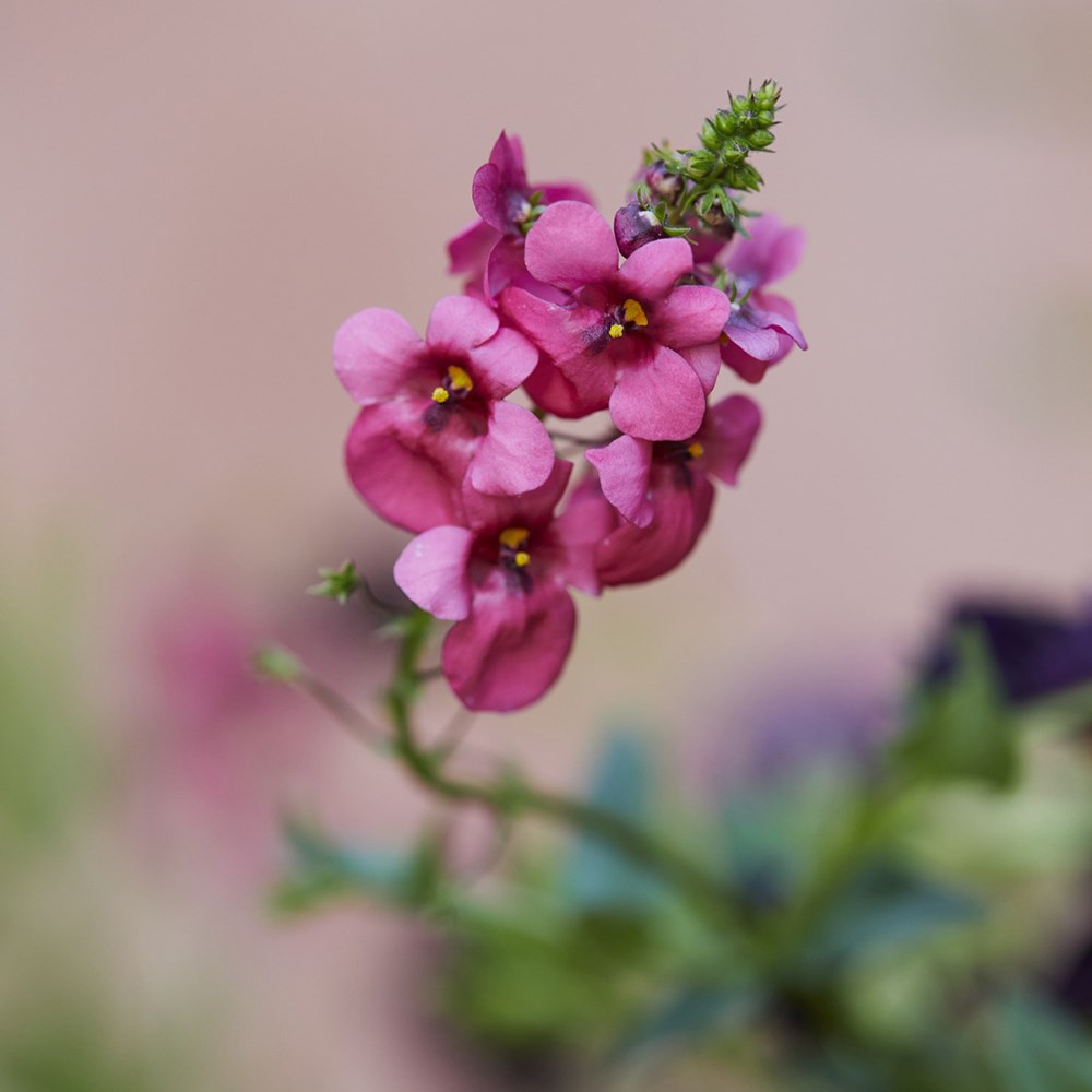 <i>Diascia</i> 'Diamond Pink'