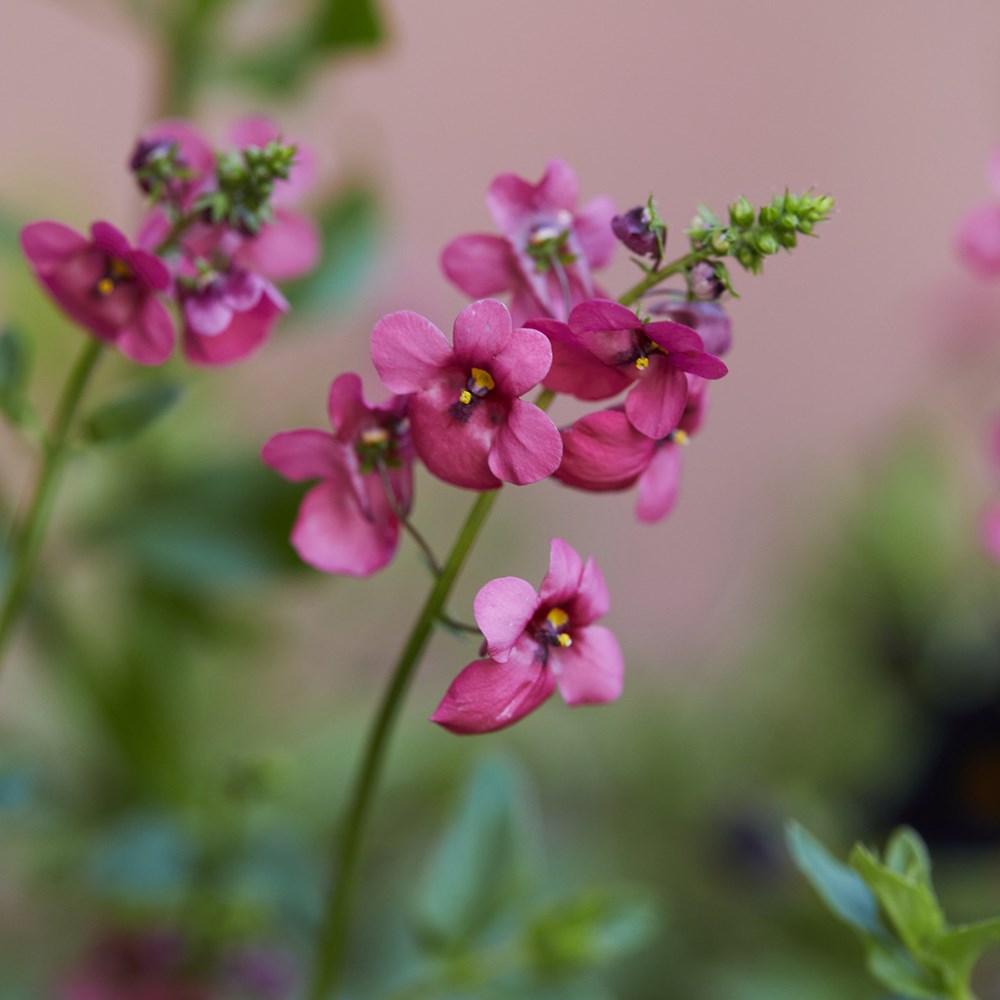 <i>Diascia</i> 'Diamond Pink'